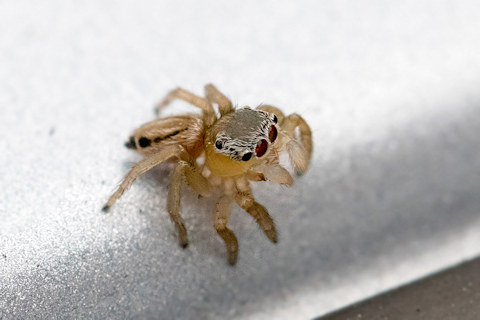Jumping Spider (Lycidas scutulata) (Lycidas scutulata)
